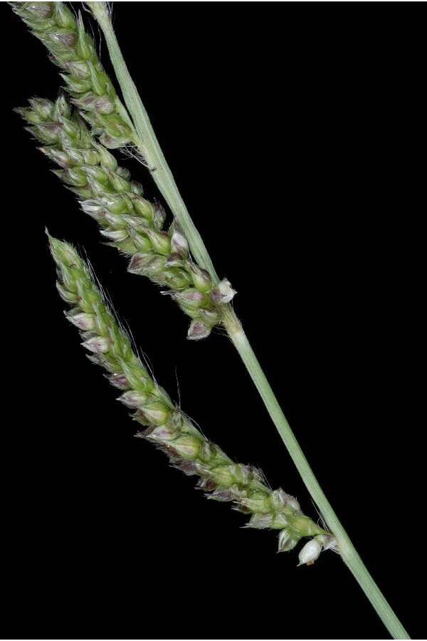 Echinochloa crus-galli (L.) P. Beauv. resmi