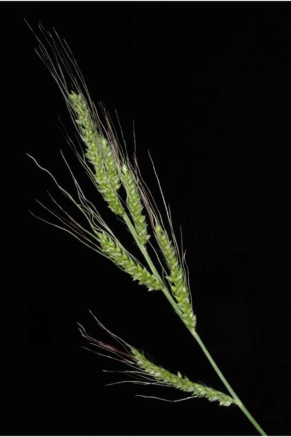 Echinochloa crus-galli (L.) P. Beauv. resmi