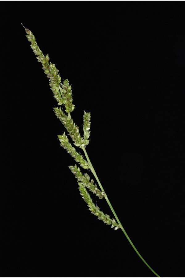 Echinochloa crus-galli (L.) P. Beauv. resmi