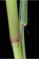 Echinochloa crus-galli (L.) P. Beauv. resmi