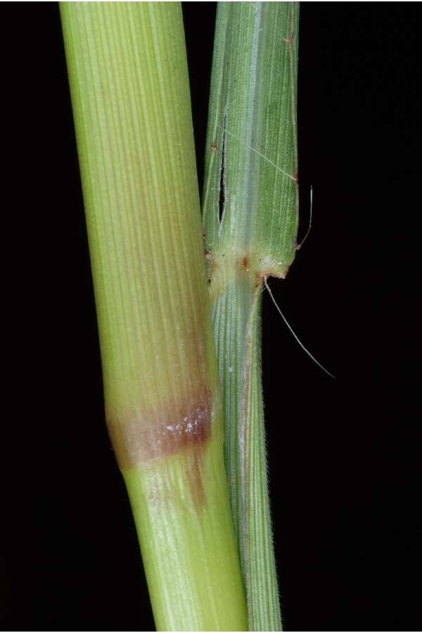 Echinochloa crus-galli (L.) P. Beauv. resmi