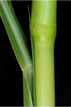 Image de Echinochloa crus-pavonis (Kunth) Schult.