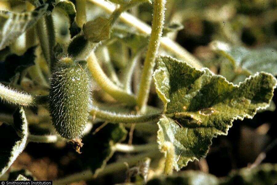 Image of squirting cucumber