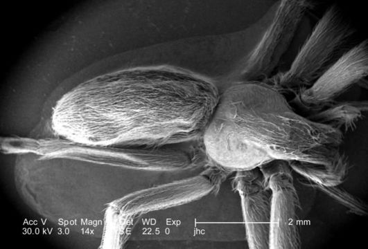 Image of Brown Recluse