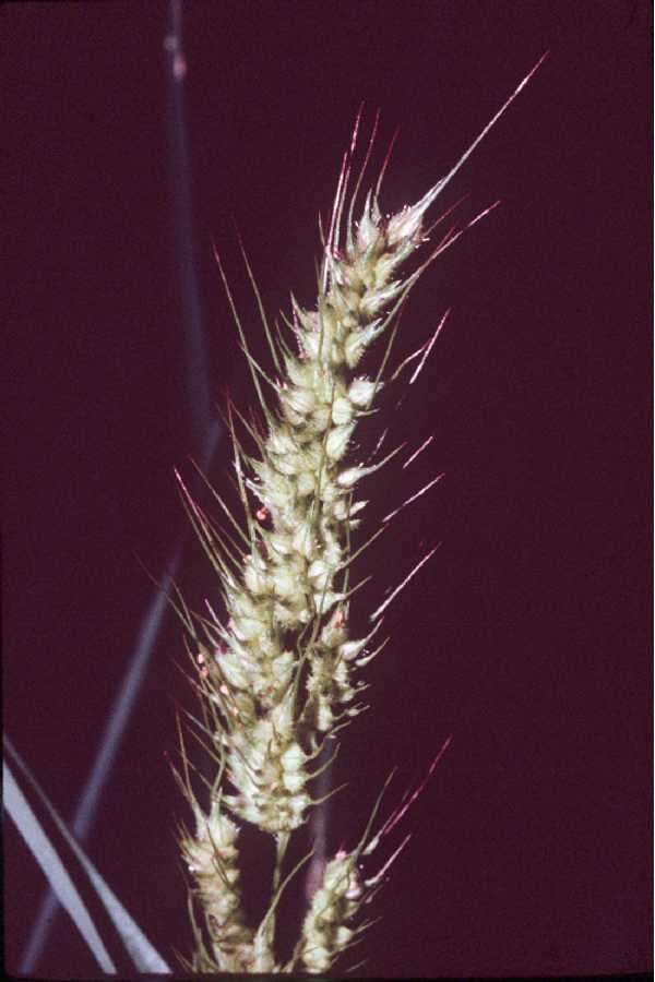 Echinochloa muricata (P. Beauv.) Fernald resmi