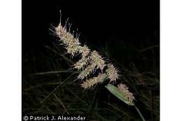 Echinochloa muricata (P. Beauv.) Fernald resmi