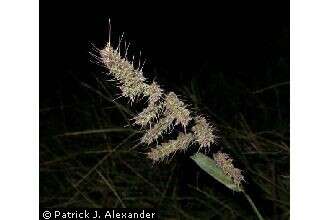 Echinochloa muricata (P. Beauv.) Fernald resmi