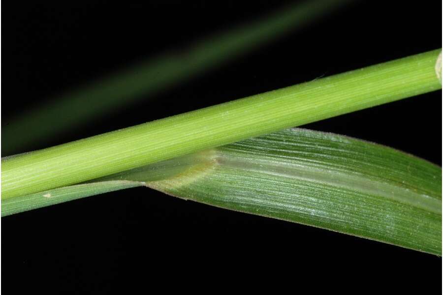 Echinochloa muricata (P. Beauv.) Fernald resmi