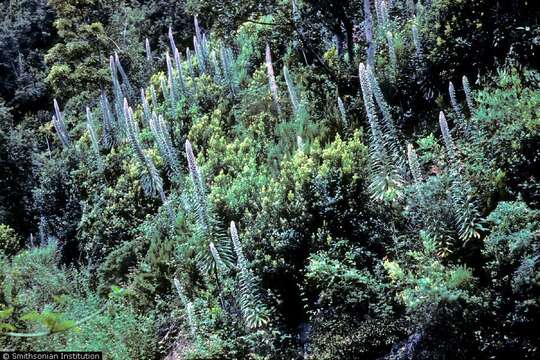 Image of pine echium