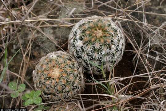 Image of Bailey's Hedgehog Cactus