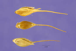 Echinochloa stagnina (Retz.) P. Beauv. resmi