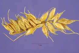 Echinochloa stagnina (Retz.) P. Beauv. resmi