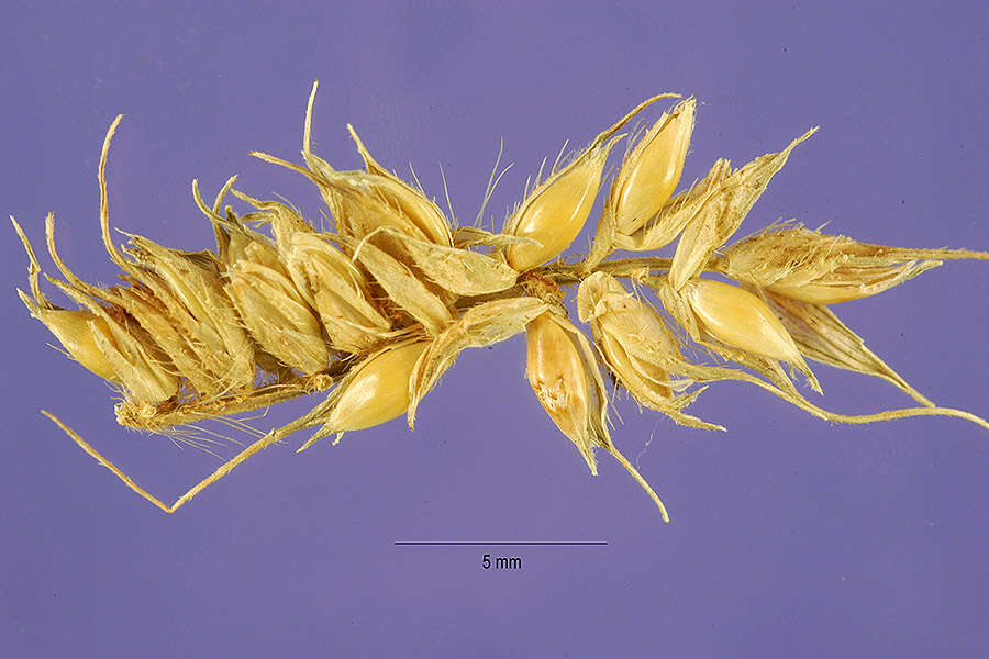 Echinochloa stagnina (Retz.) P. Beauv. resmi