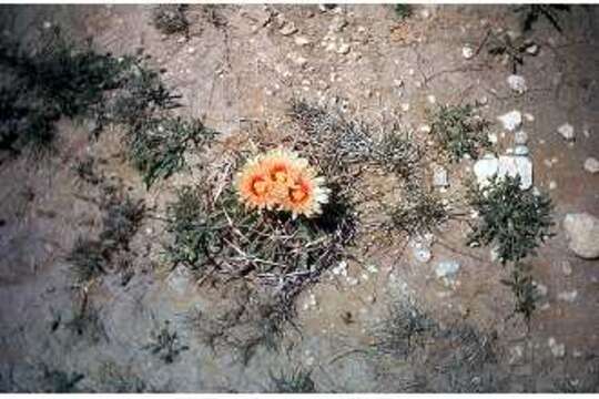 Image of Horse Crippler Cactus