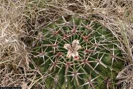 Image of Horse Crippler Cactus