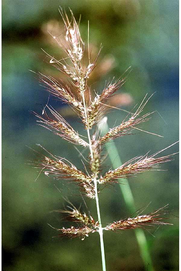 Image of Long-Awn Cock's-Spur Grass