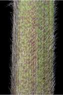 Echinochloa walteri (Pursh) A. Heller resmi