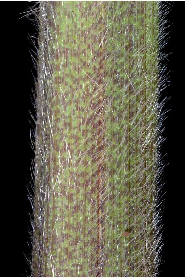 Echinochloa walteri (Pursh) A. Heller resmi