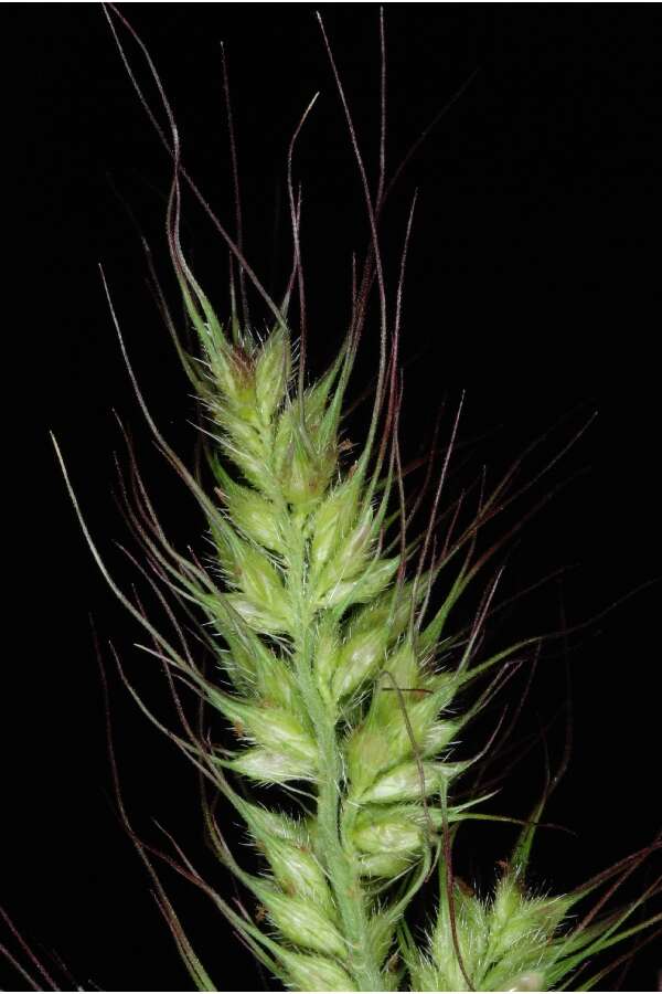 Echinochloa walteri (Pursh) A. Heller resmi