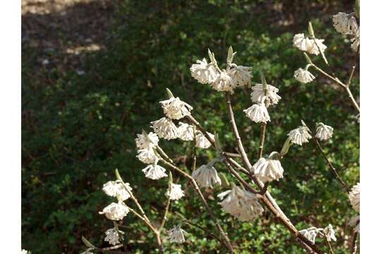 Image of Oriental paperbush