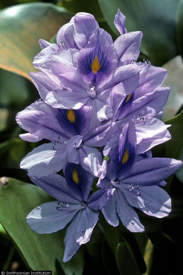 Image of Waterhyacinth