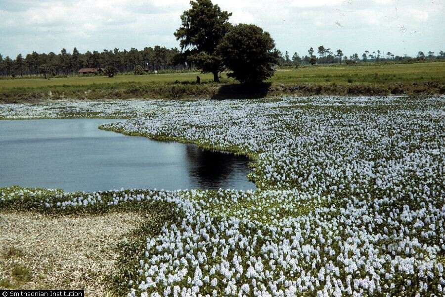 Image of Waterhyacinth