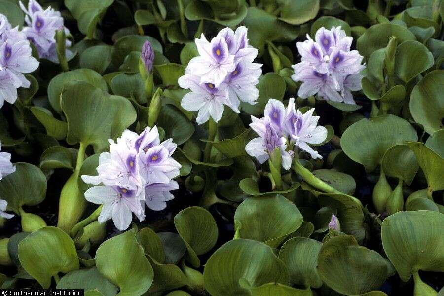 Image of Waterhyacinth