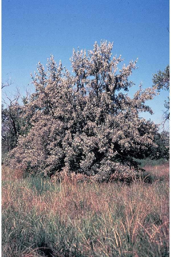 Image of Russian olive