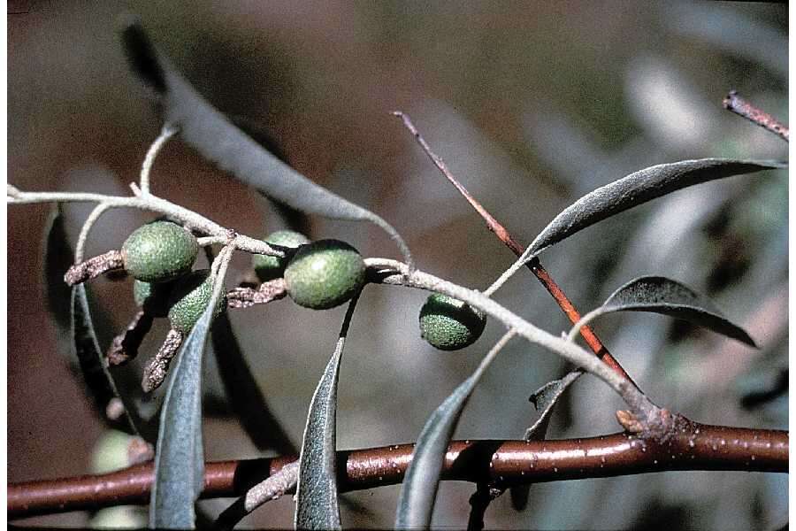 Image of Russian olive