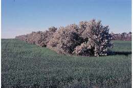 Image of Russian olive