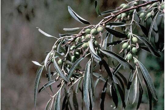 Image of Russian olive