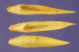 Image of lyme-grass