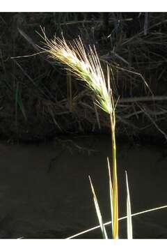 Plancia ëd Elymus canadensis L.