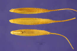 Image of Dahurian wild rye