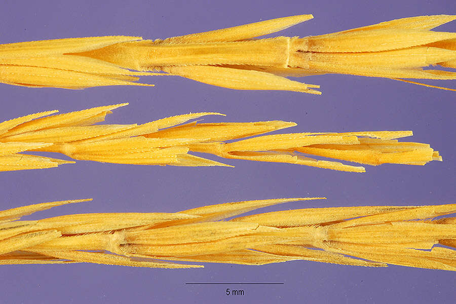 Image of Dahurian wild rye