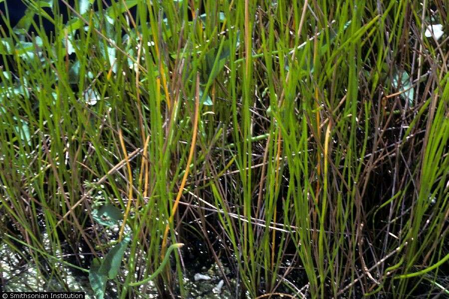 Image of Chinese water chestnut