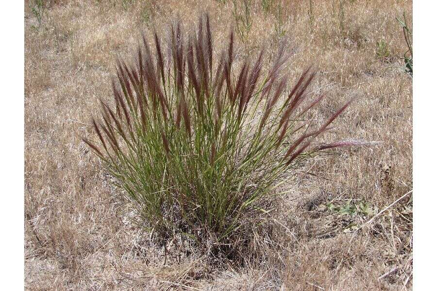 Imagem de Elymus elymoides (Raf.) Swezey