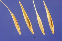 Imagem de Elymus elymoides subsp. elymoides