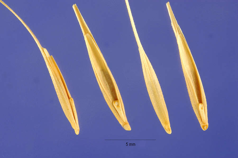 Imagem de Elymus elymoides subsp. elymoides