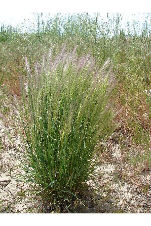 Imagem de Elymus elymoides subsp. elymoides