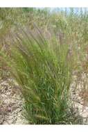 Imagem de Elymus elymoides subsp. elymoides