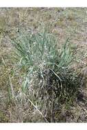 Imagem de Elymus elymoides subsp. elymoides