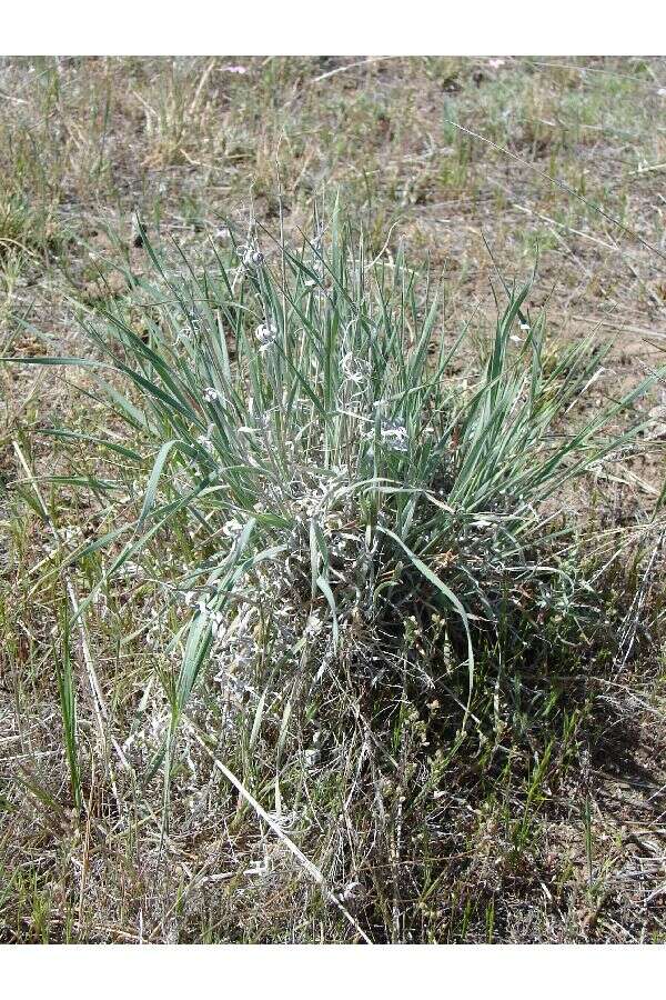 Imagem de Elymus elymoides subsp. elymoides