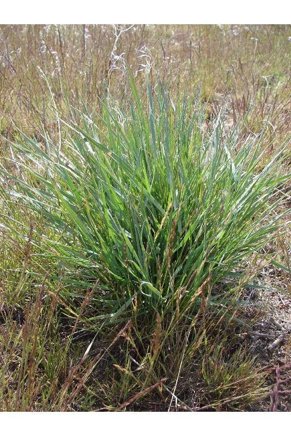 Imagem de Elymus elymoides subsp. elymoides