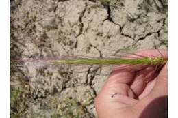 Imagem de Elymus elymoides subsp. elymoides