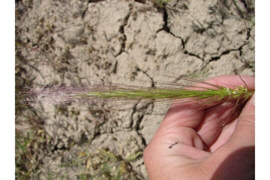 Image of squirreltail