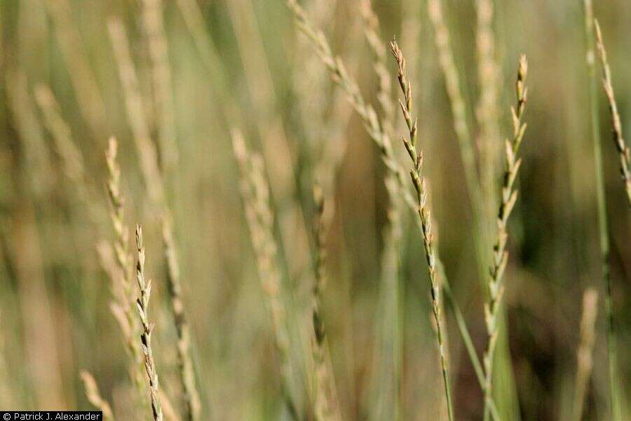 Image of intermediate wheatgrass