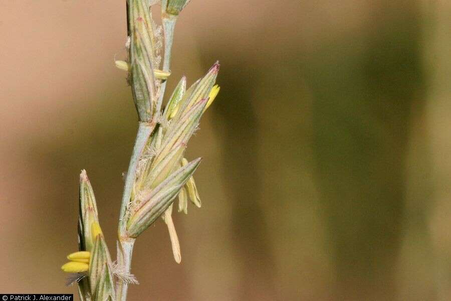 Image of intermediate wheatgrass