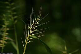 Image of Eastern Bottle-Brush Grass