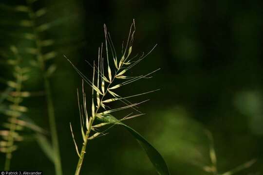 Imagem de Elymus hystrix L.